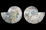 Cut & Polished Ammonite Fossil - Crystal Chambers #88170-1